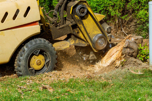 Best Professional Tree Care  in Mansfield, LA